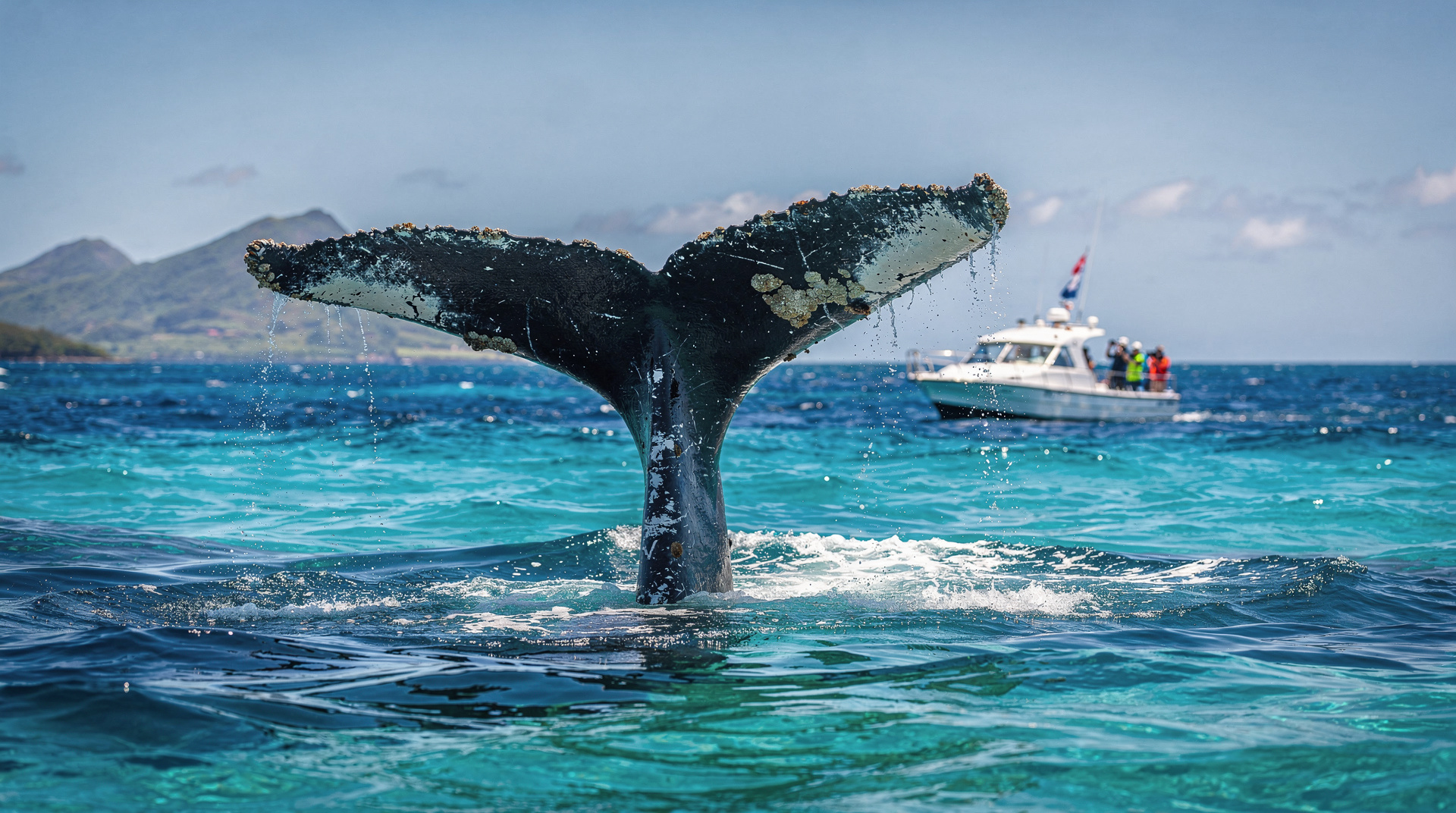 Observation des baleines